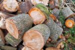 Brennholz Buche und Ahorn. Foto: Pfalz-Express
