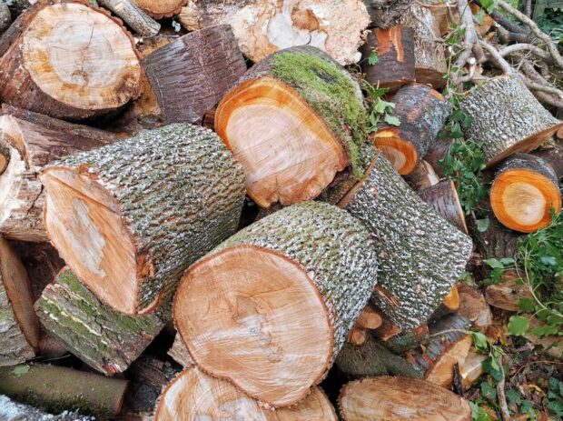 Brennholz Buche und Ahorn. Foto: Pfalz-Express