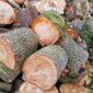 Brennholz Buche und Ahorn. Foto: Pfalz-Express
