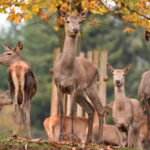 Herbstfest im Wild- und Wanderpark Silz