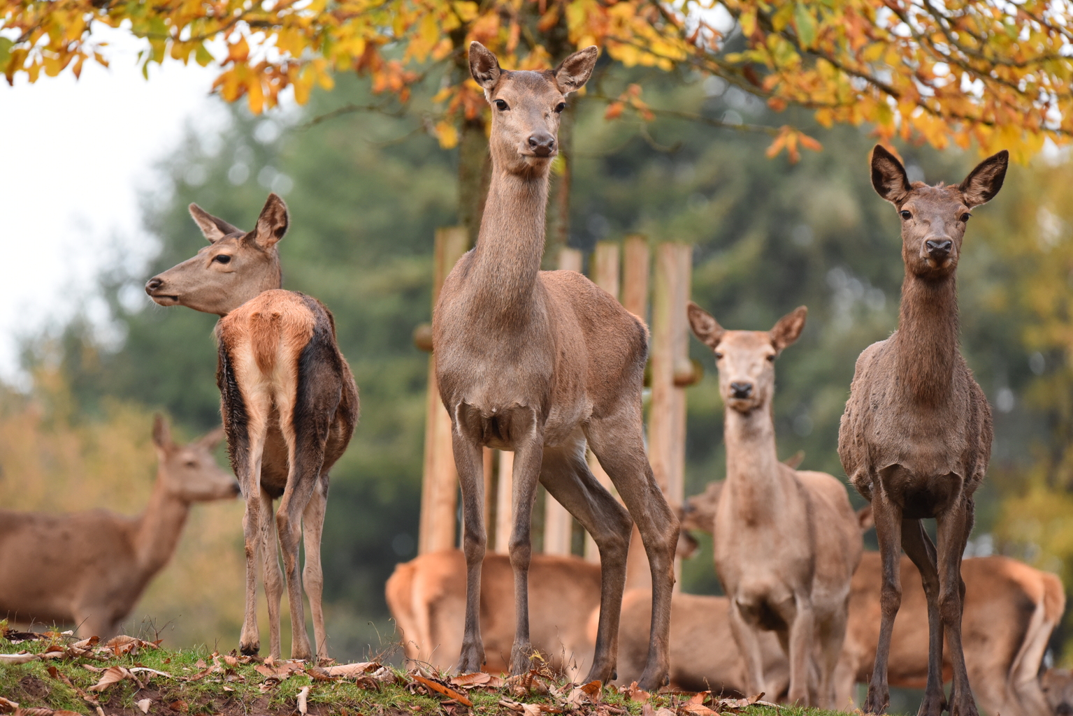 Herbstfest im Wild- und Wanderpark Silz